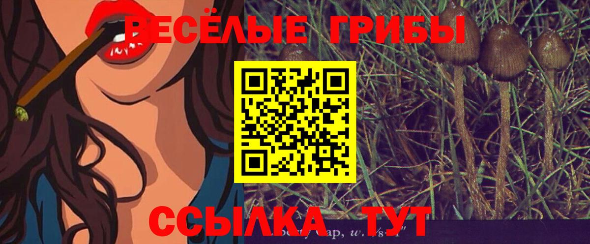Галлюциногенные грибы Psilocybe Киселёвск